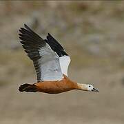 Ruddy Shelduck