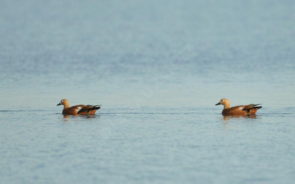 Ruddy Shelduck