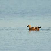 Ruddy Shelduck