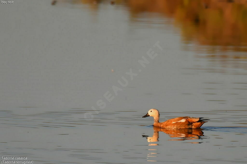 Ruddy Shelduck