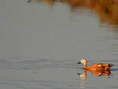 Ruddy Shelduck