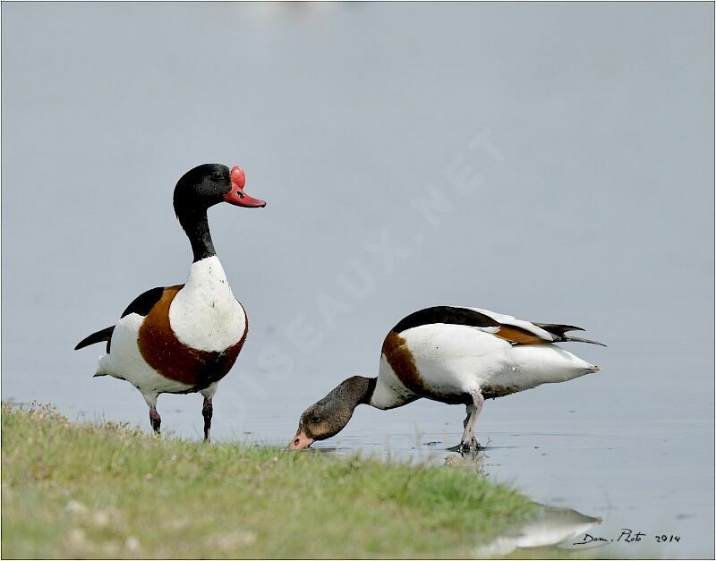 Common Shelduck