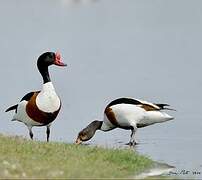 Common Shelduck