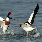 Common Shelduck