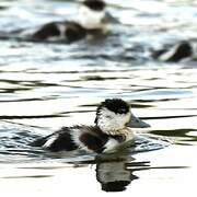 Common Shelduck