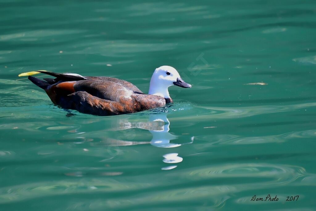 Paradise Shelduck