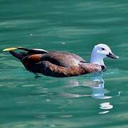 Paradise Shelduck