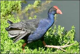 Australasian Swamphen