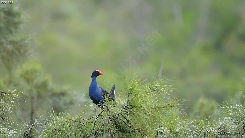 Australasian Swamphen