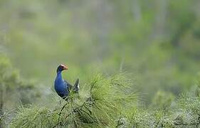 Australasian Swamphen