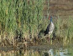 Western Swamphen