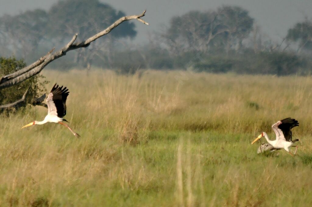 Tantale ibis