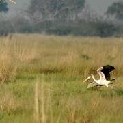 Yellow-billed Stork