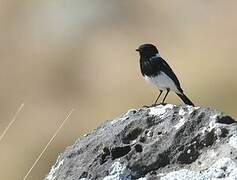 African Stonechat