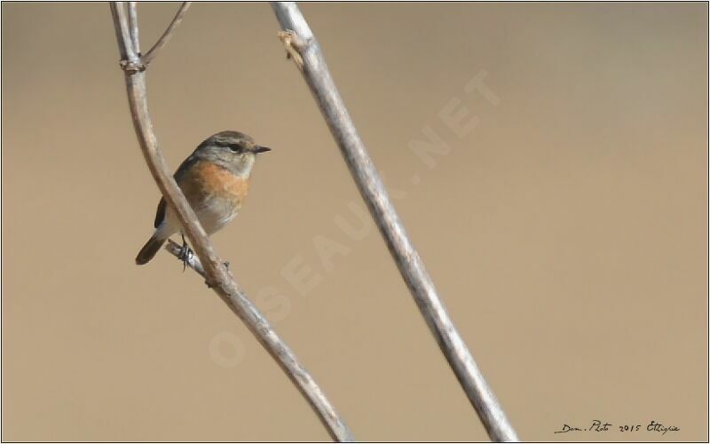 Siberian Stonechat