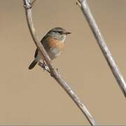 Siberian Stonechat