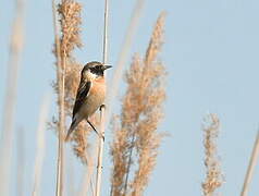 Siberian Stonechat