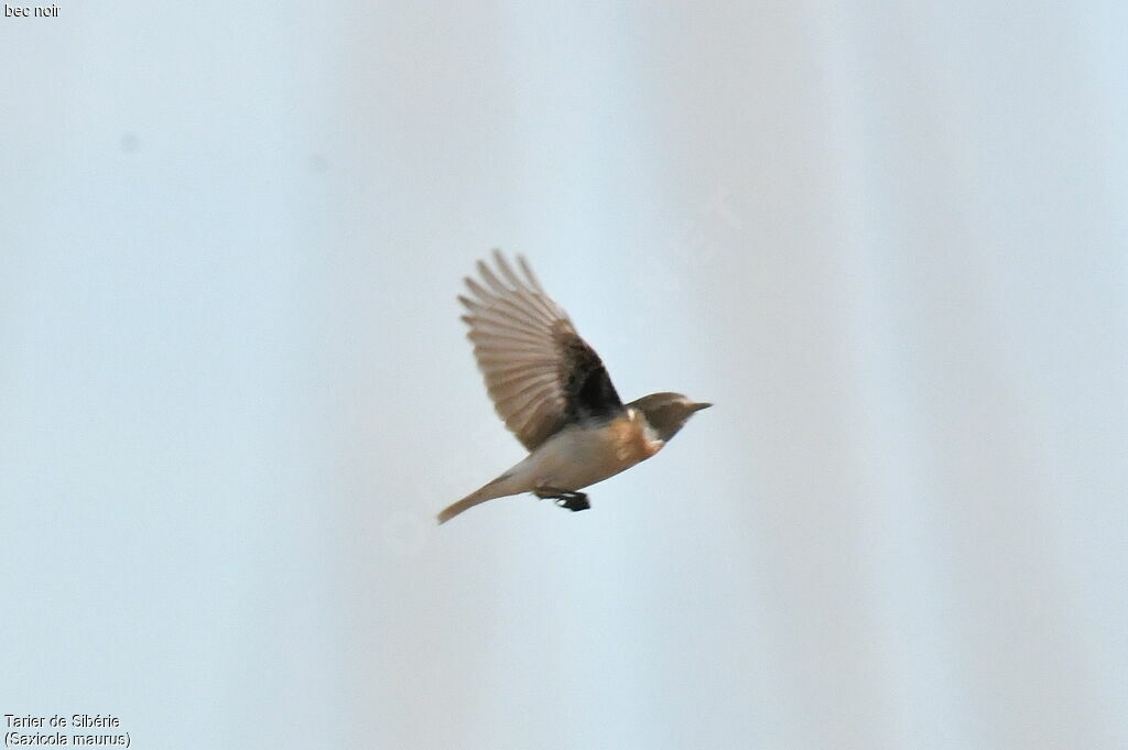 Siberian Stonechat