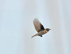 Siberian Stonechat