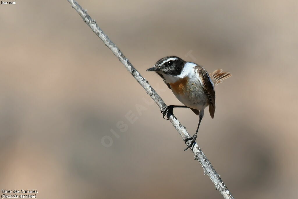 Canary Islands Stonechat male