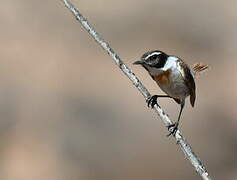 Canary Islands Stonechat