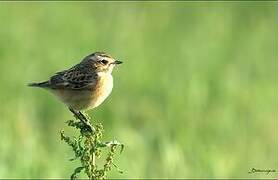 Whinchat