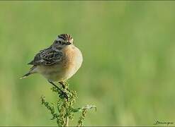 Whinchat