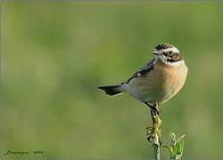 Whinchat