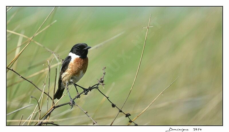 European Stonechat male