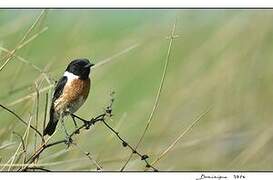 European Stonechat