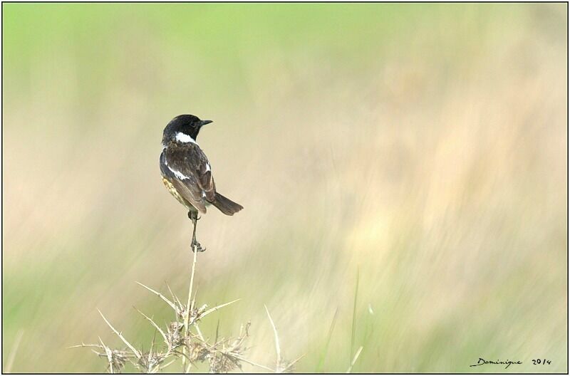 European Stonechat male