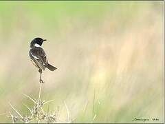 European Stonechat