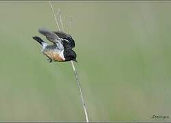 European Stonechat