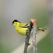 Eurasian Siskin