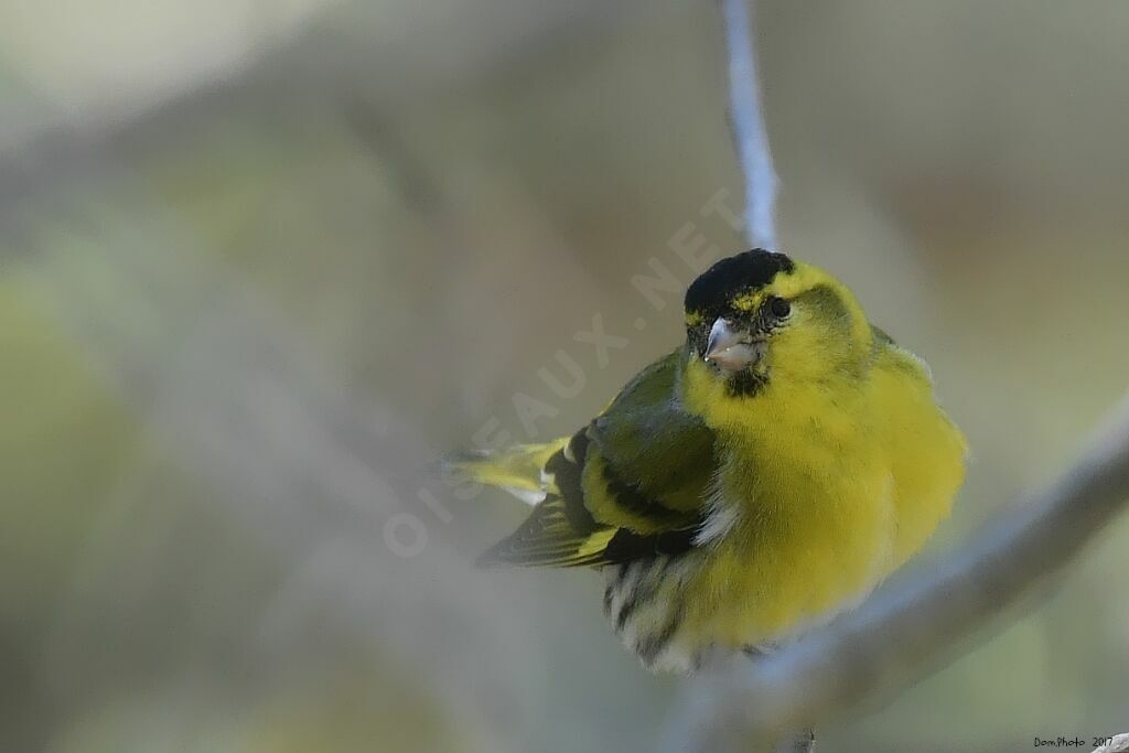 Eurasian Siskin