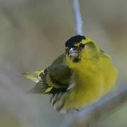 Eurasian Siskin