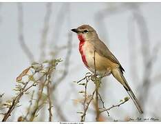 Rosy-patched Bushshrike