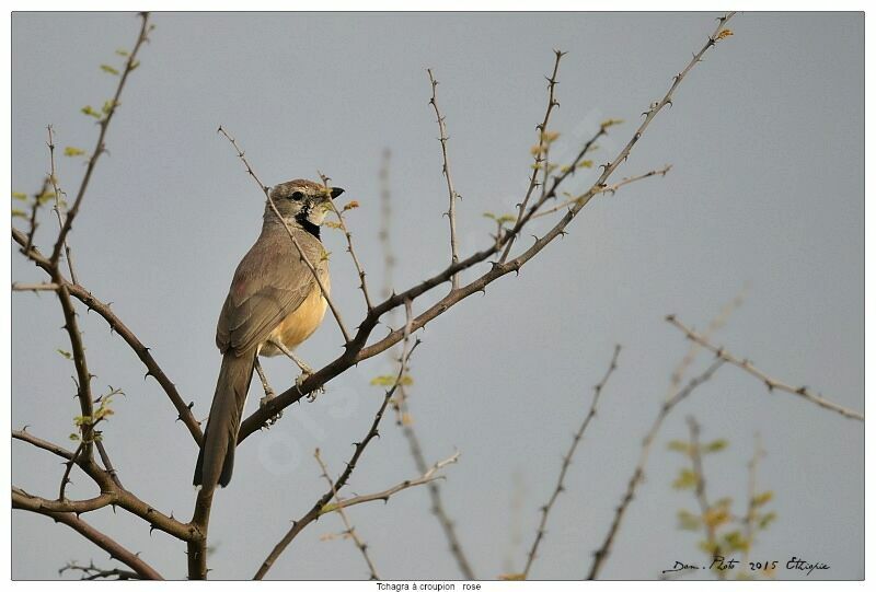 Rosy-patched Bushshrike