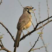 Rosy-patched Bushshrike