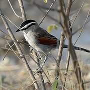 Black-crowned Tchagra