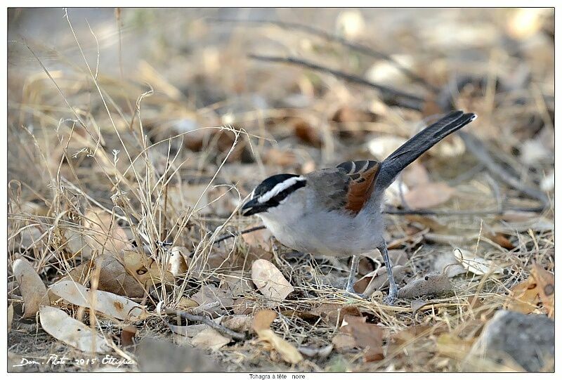 Black-crowned Tchagra