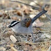 Black-crowned Tchagra