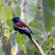 African Paradise Flycatcher