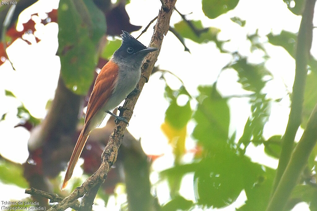 Indian Paradise Flycatcher