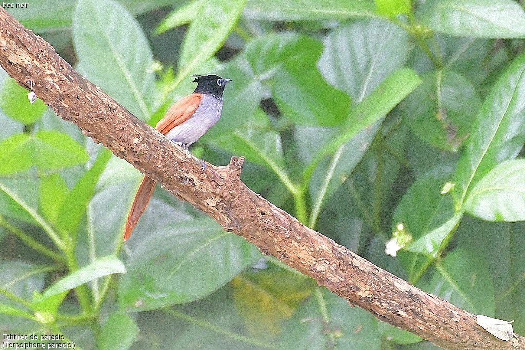 Indian Paradise Flycatcher