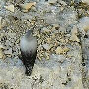 Wallcreeper