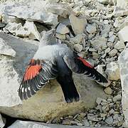 Wallcreeper