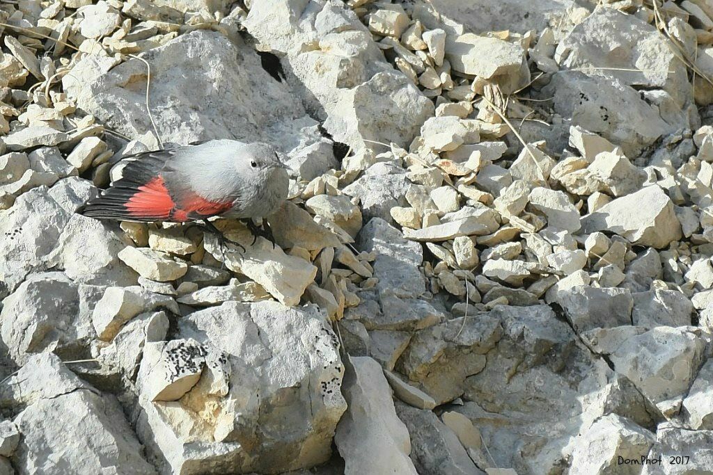 Wallcreeper