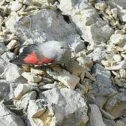 Wallcreeper