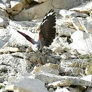 Wallcreeper